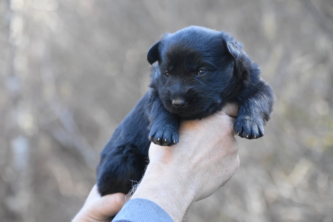 Berger Allemand - des trésors du maquis