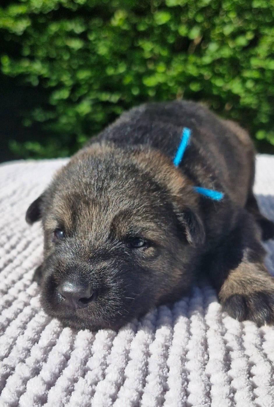 CHIOT 5 - Berger Allemand