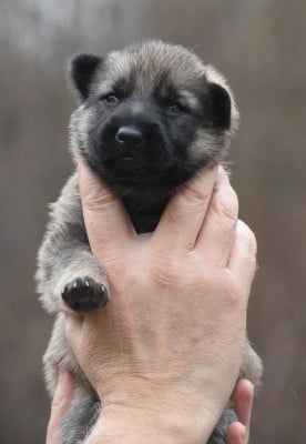 Les chiots de Berger Allemand