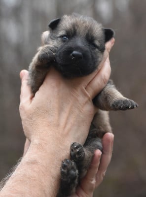 Les chiots de Berger Allemand