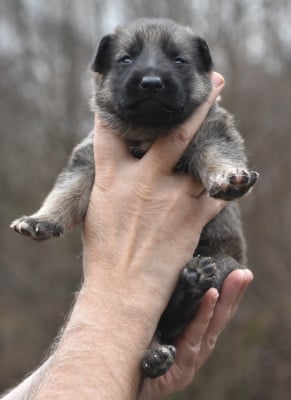 Les chiots de Berger Allemand