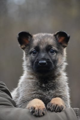Les chiots de Berger Allemand
