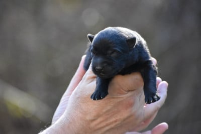 Les chiots de Berger Allemand