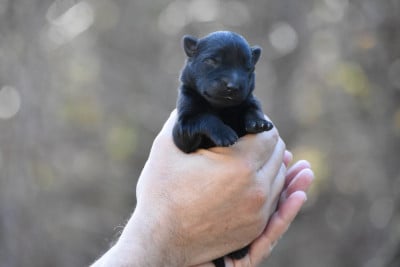 Les chiots de Berger Allemand