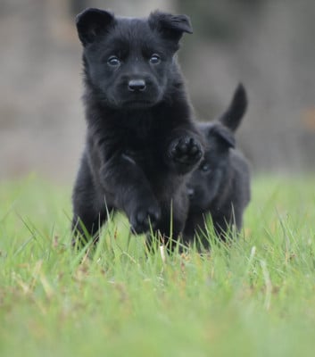 Les chiots de Berger Allemand