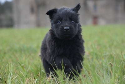Les chiots de Berger Allemand