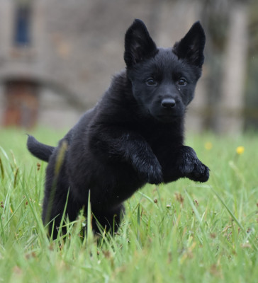 Les chiots de Berger Allemand