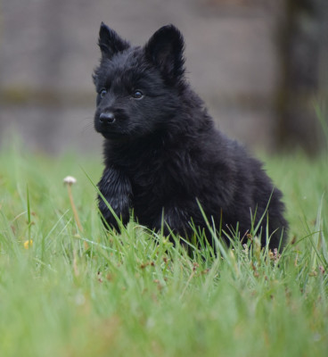 Les chiots de Berger Allemand