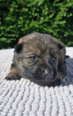 CHIOT 3 - Berger Allemand