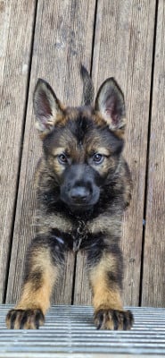 Les chiots de Berger Allemand