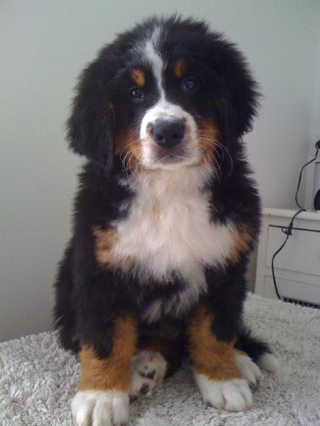 Publication : Du Cedre Des Riez Auteur : postel