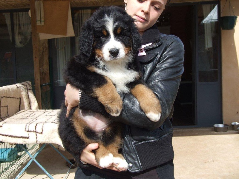 Publication : Du Cedre Des Riez Auteur : postel