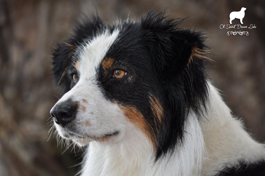 Ipnotic love Of Spirit Dream Lake