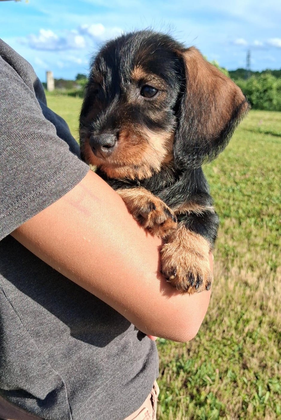 Chiot N°3