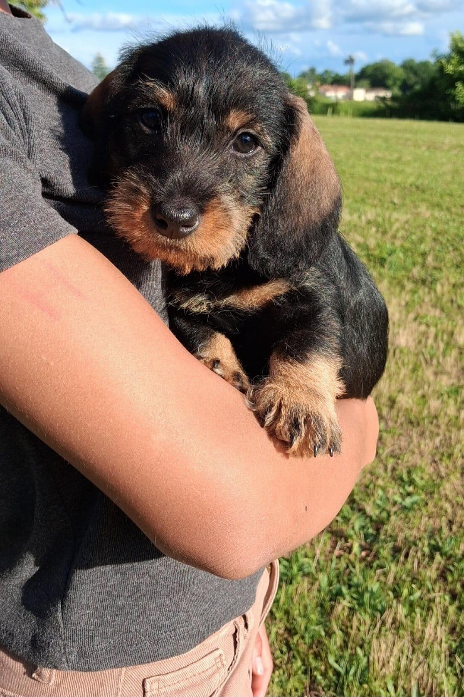 Chiot N°3
