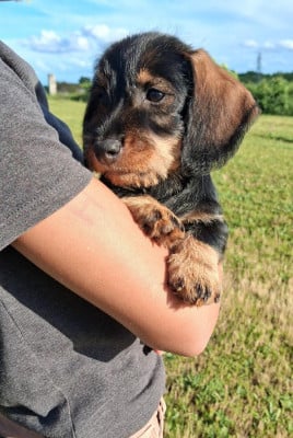 Les chiots de Teckel poil dur