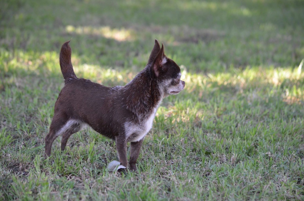 Sia Du Jardin De Saphirs