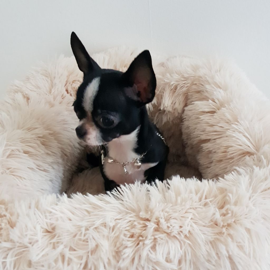 Publication : Du Jardin De Saphirs Auteur : Elevage du jardin de saphirs