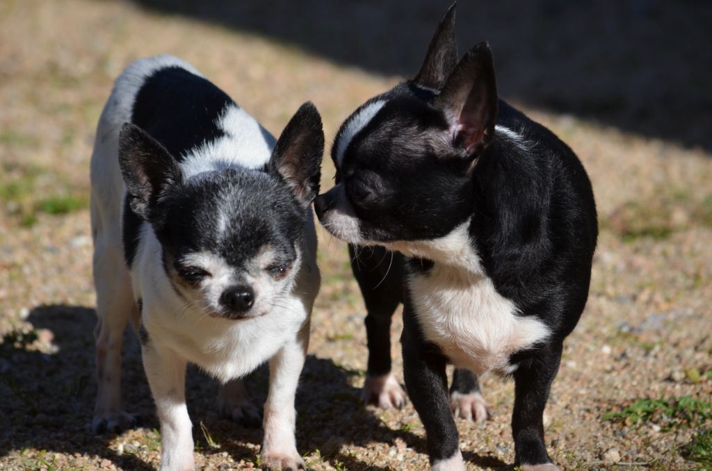 Publication : Du Jardin De Saphirs Auteur : Elevage du jardin de saphirs