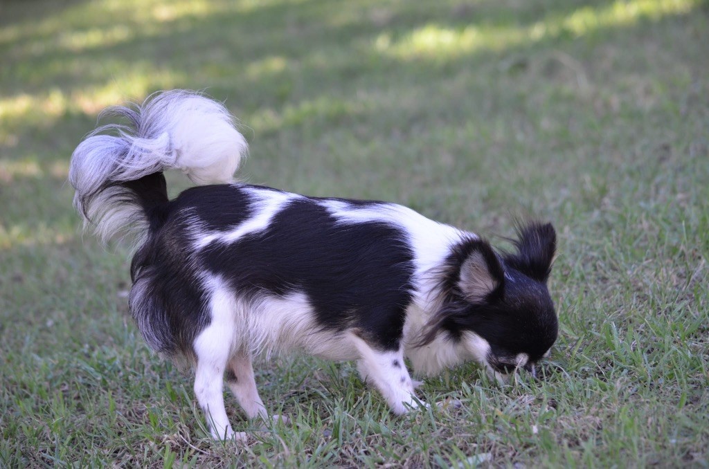 Una dolcezza du Royaume d'Isthar