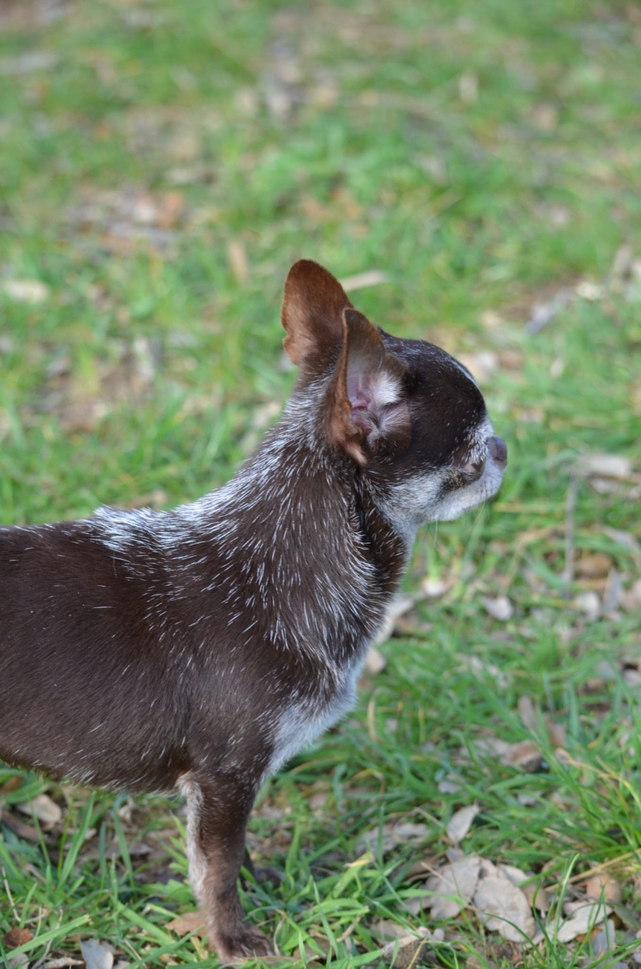 Sia Du Jardin De Saphirs