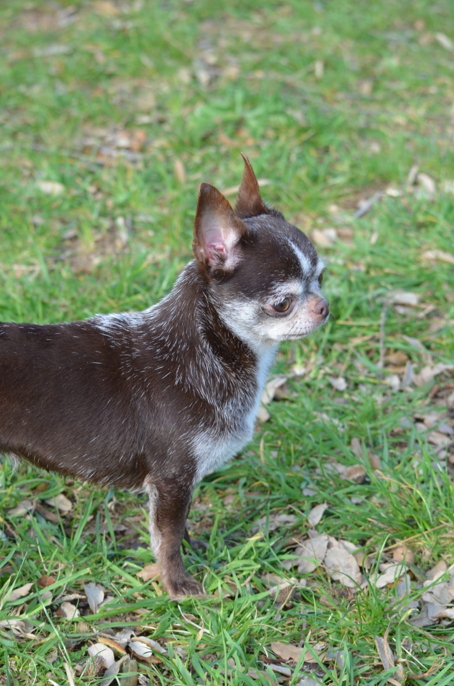 Sia Du Jardin De Saphirs