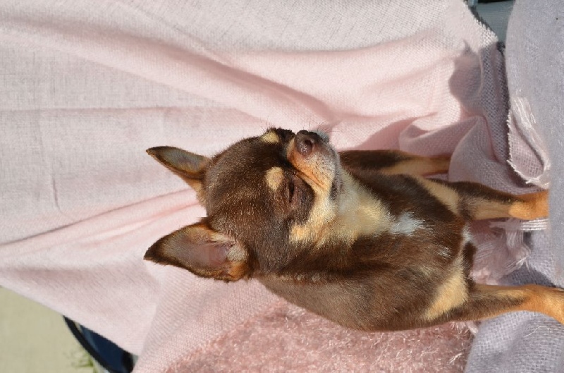 Publication : Du Jardin De Saphirs Auteur : Du Jardin de Saphirs