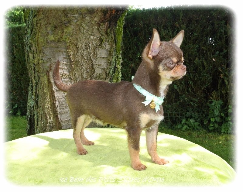 Publication : Du Jardin De Saphirs Auteur : Du Jardin de Saphirs