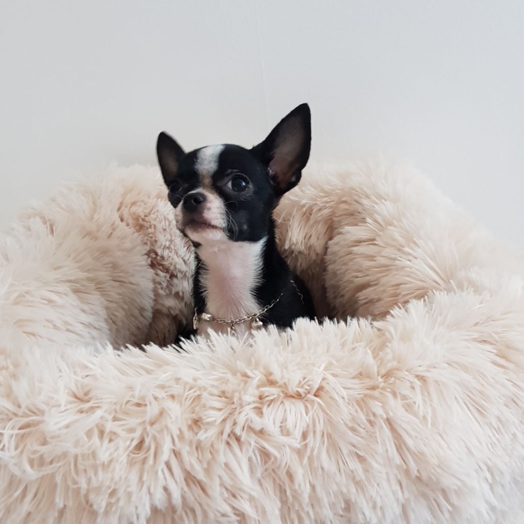 Publication : Du Jardin De Saphirs Auteur : Elevage du jardin de saphirs