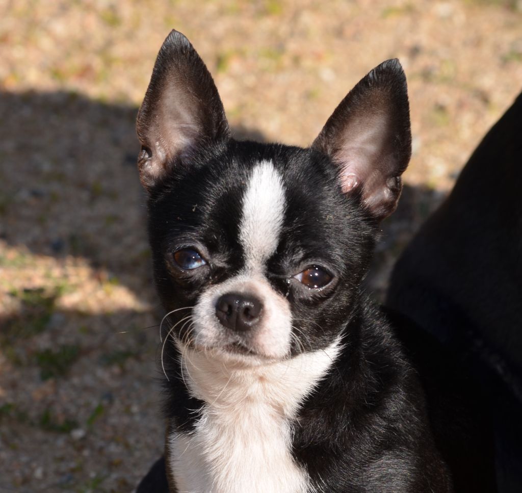 Publication : Du Jardin De Saphirs Auteur : Elevage du jardin de saphirs