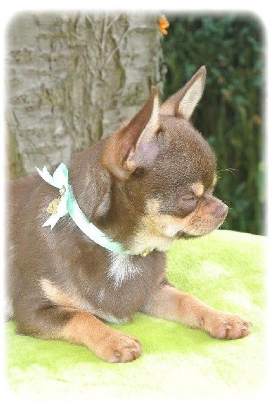 Publication : Du Jardin De Saphirs Auteur : Du Jardin de Saphirs