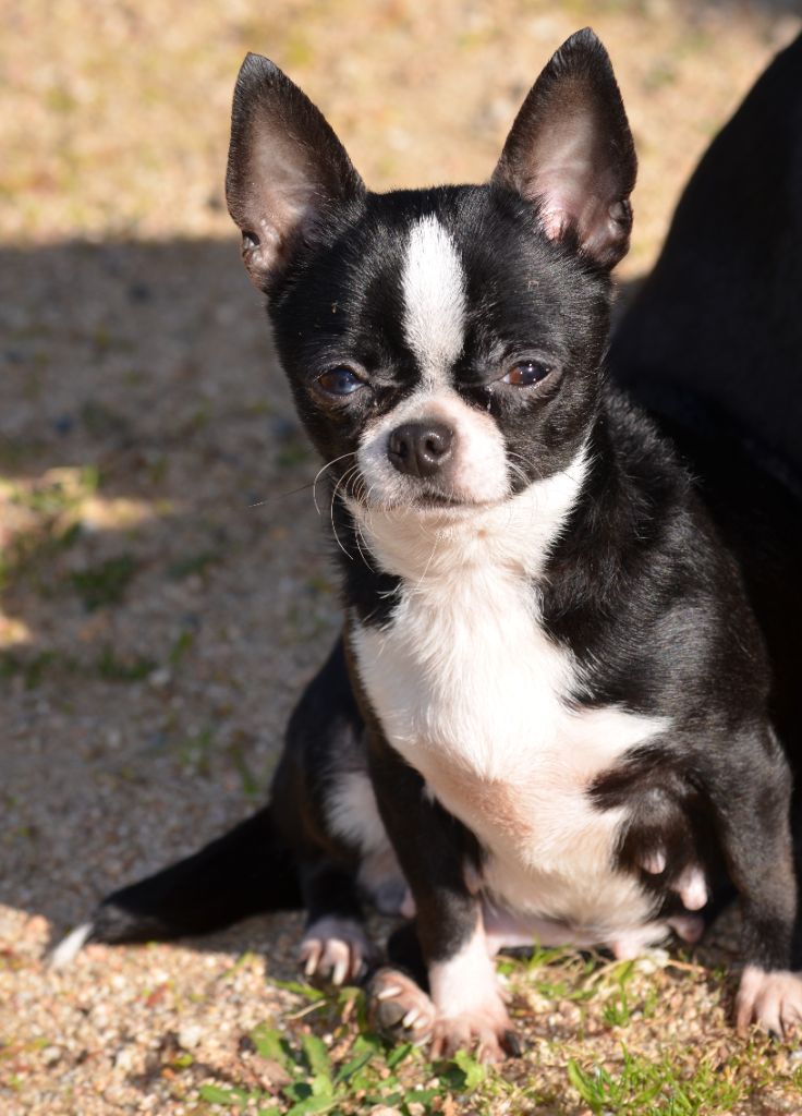 Publication : Du Jardin De Saphirs Auteur : Elevage du jardin de saphirs