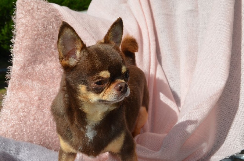 Publication : Du Jardin De Saphirs Auteur : Du Jardin de Saphirs