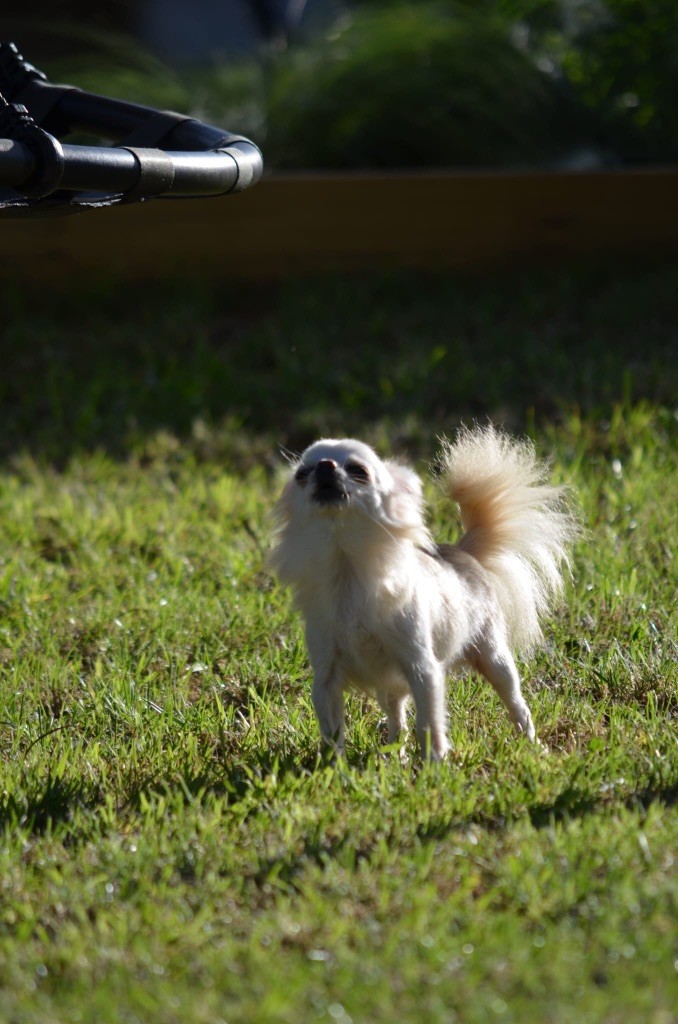Unison perfect Des Barons De Maule