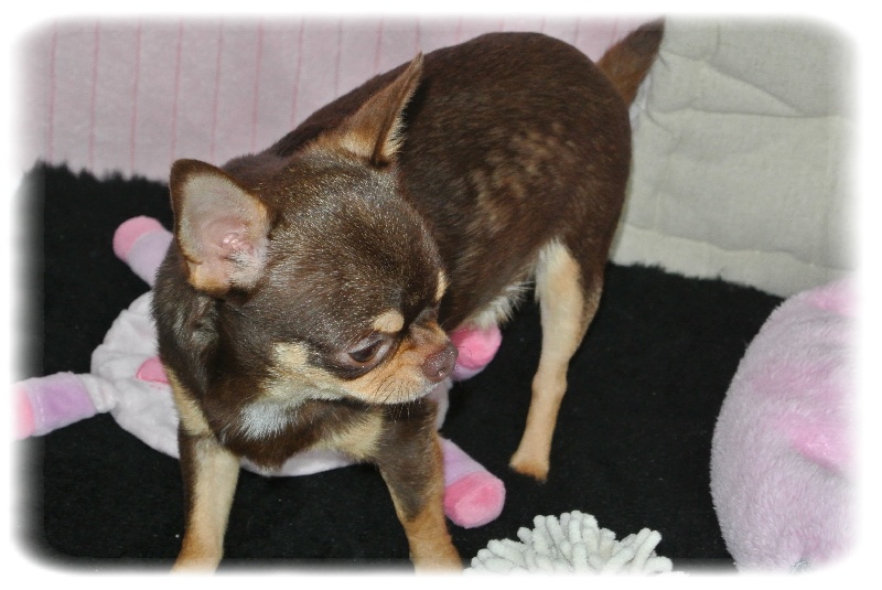 Publication : Du Jardin De Saphirs Auteur : Du Jardin de Saphirs