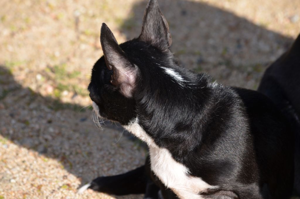 Publication : Du Jardin De Saphirs Auteur : Elevage du jardin de saphirs