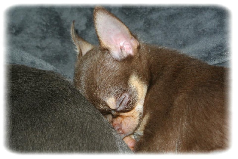 Publication : Du Jardin De Saphirs Auteur : Du Jardin de Saphirs