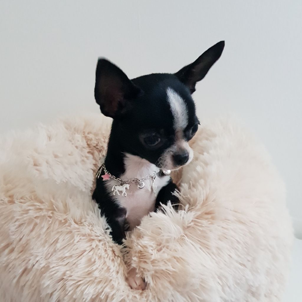 Publication : Du Jardin De Saphirs Auteur : Elevage du jardin de saphirs