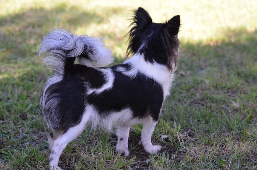 Una dolcezza du Royaume d'Isthar