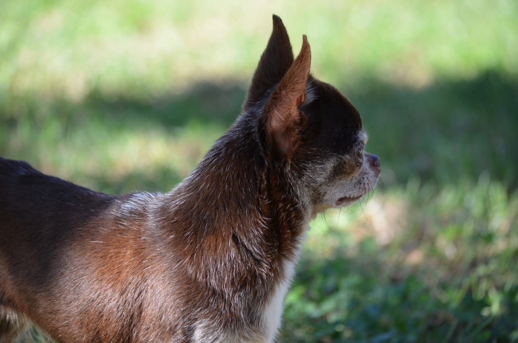Sia Du Jardin De Saphirs