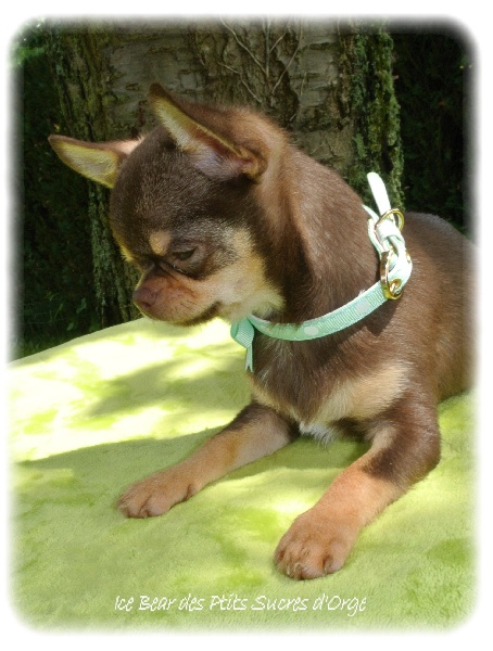 Publication : Du Jardin De Saphirs Auteur : Du Jardin de Saphirs