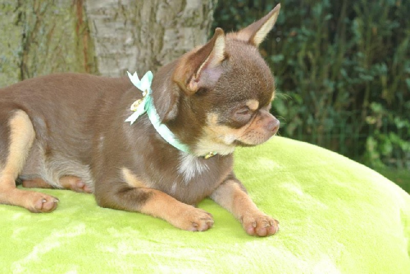 Publication : Du Jardin De Saphirs Auteur : Du Jardin de Saphirs