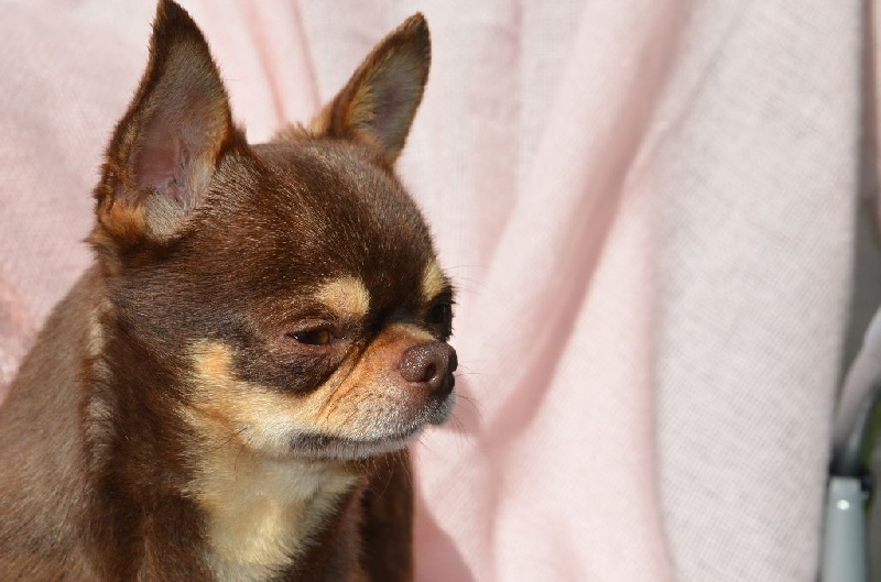 Publication : Du Jardin De Saphirs Auteur : Du Jardin de Saphirs