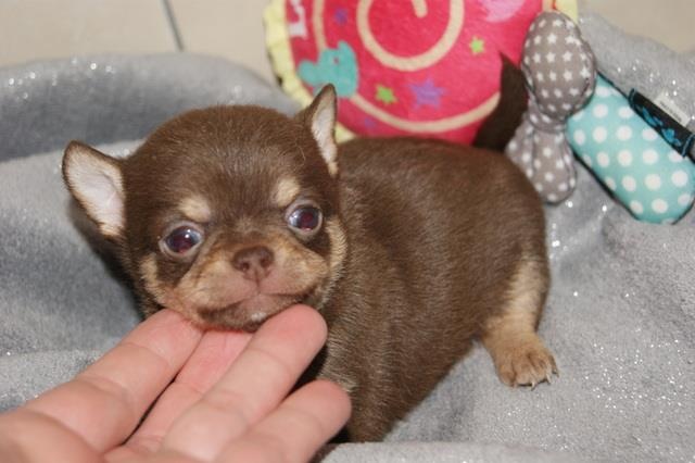 Publication : Du Jardin De Saphirs Auteur : Du Jardin de Saphirs