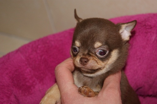 Publication : Du Jardin De Saphirs Auteur : Du Jardin de Saphirs