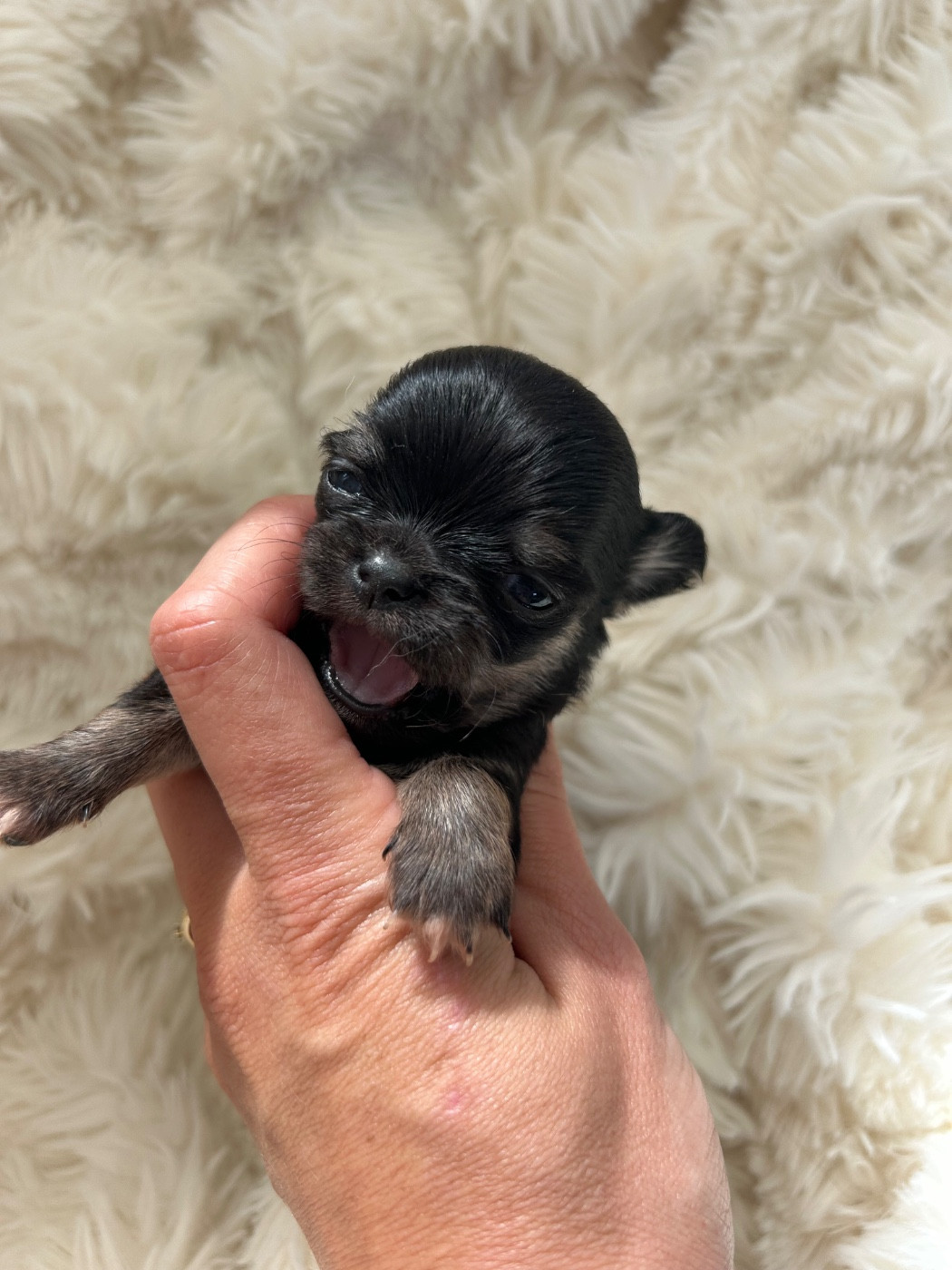 Bella