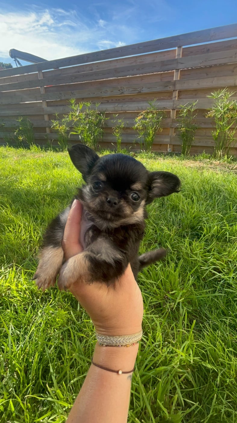 Bella