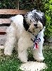 - MEILLEUR PUPPY - EXPO DE TRETS - AIX EN PROVENCE 2018