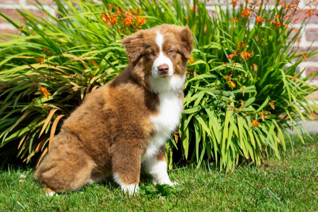 Aïka Des Onyx Du Mont Clair