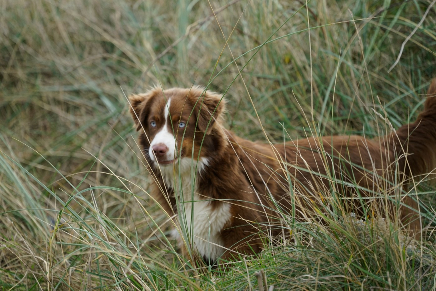 Publication : Des Onyx Du Mont Clair Auteur : laurie monclaire
